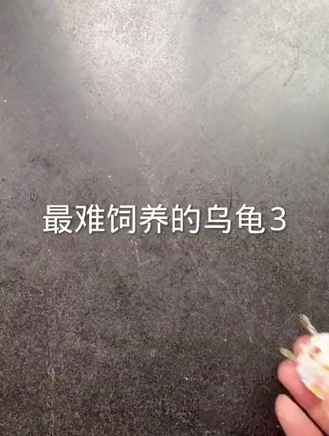 最难饲养的乌龟你知道吗？