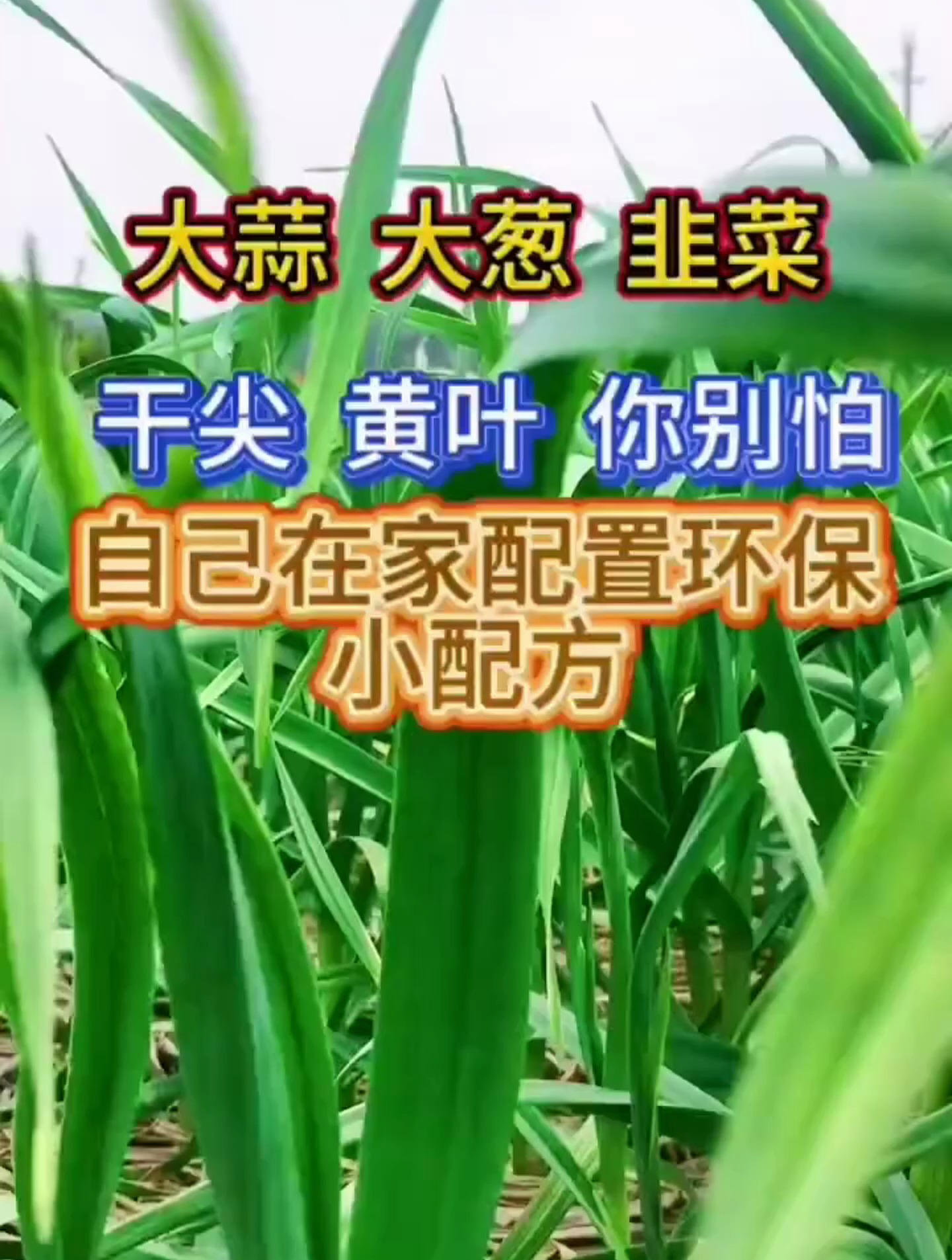 蒜葱韭菜出现干尖黄叶怎么办?今天教你一个小配方!