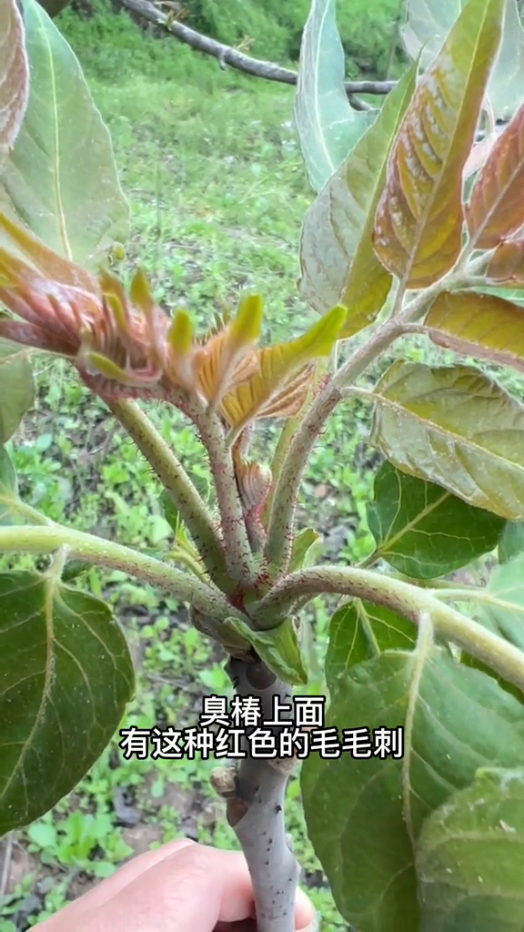 香椿、臭椿、盐肤木叶子、核桃树叶子,你能分清楚吗?