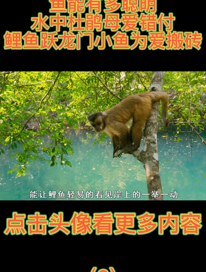 鱼能有多聪明,水中杜鹃母爱错付,鲤鱼跃龙门,小鱼为爱搬砖3