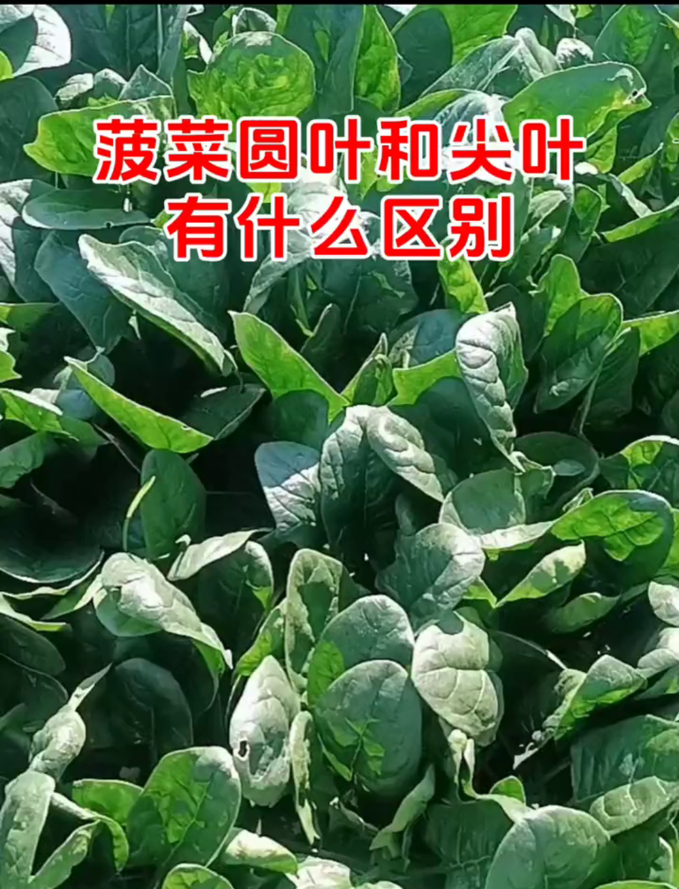 圆叶菠菜和尖叶菠菜有啥不同?