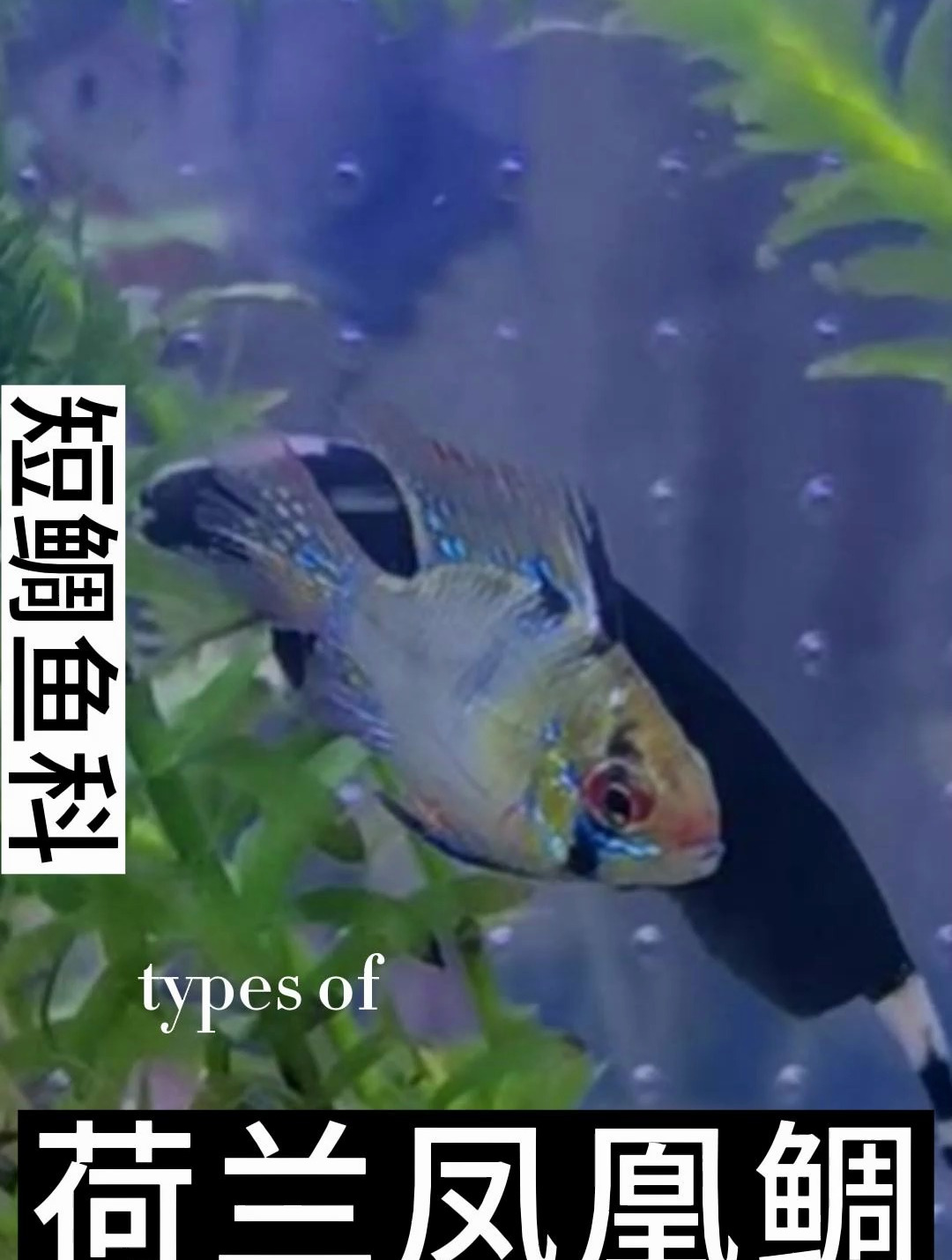 荷兰凤凰短鲷和玻利维亚凤凰同属,但是颜色更为靓丽