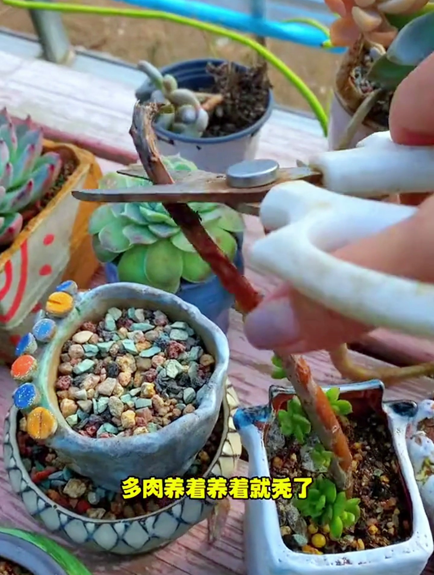 秋冬养多肉,做好3点,不烂根、不黄叶、安全度冬还能长成老桩~