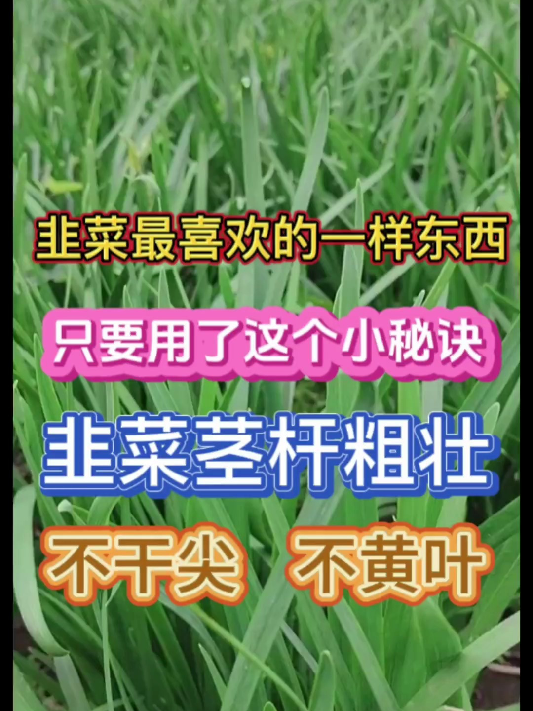 韭菜高产种植最喜欢一样小东西,只要喷一喷不干尖不黄叶产量高