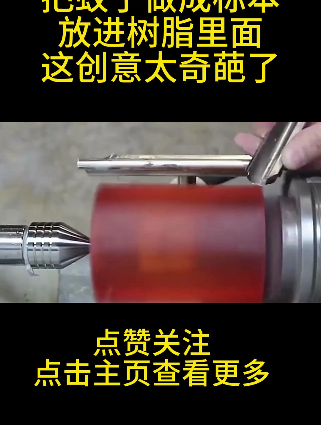 把蚊子做成标本放进树脂里面,这创意太奇葩了!