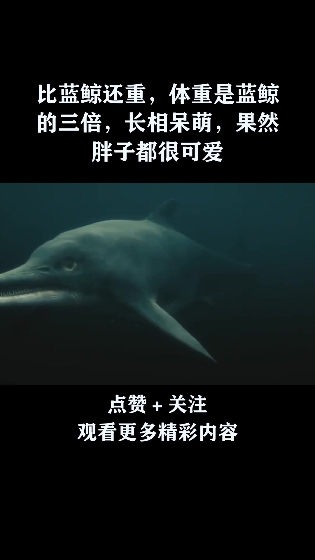 比蓝鲸还重,体重是蓝鲸的三倍,长相呆萌,果然胖子都很可爱