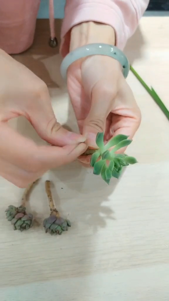 送大家一个多肉小胸花~用过之后还可以种起来哦