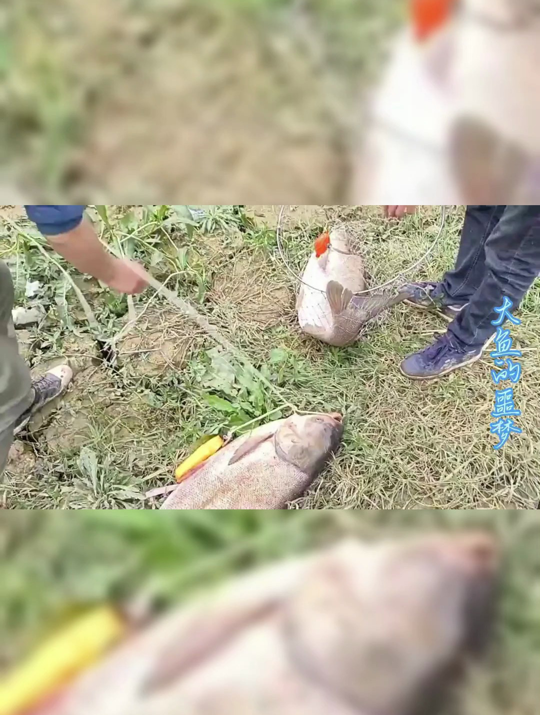 这配方堪称鲢鳙收割机,专攻秋冬季大胖头,毫无保留分享给大家