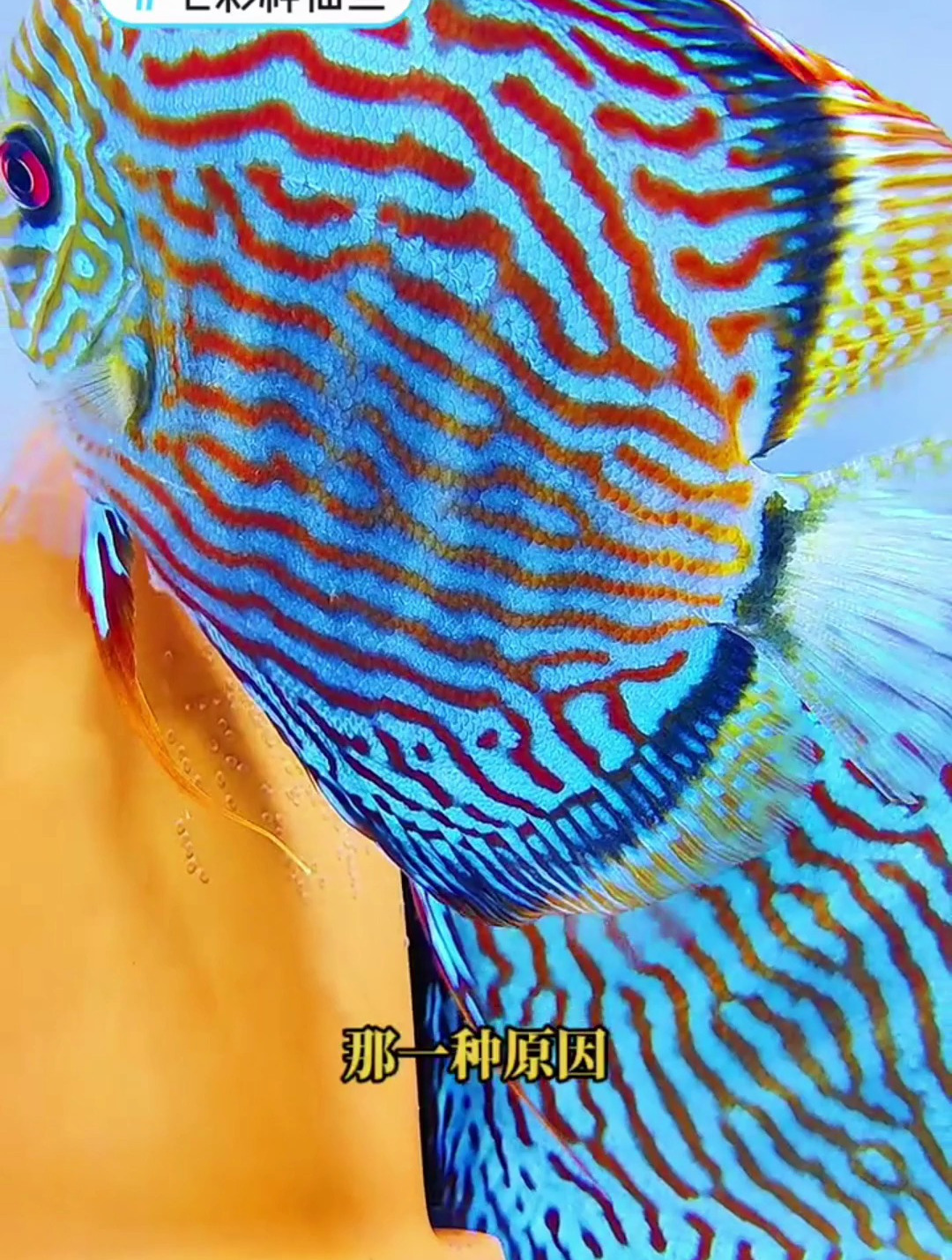 七彩神仙鱼繁殖周期是多久?七彩背着苗子产卵的七彩你见过没~