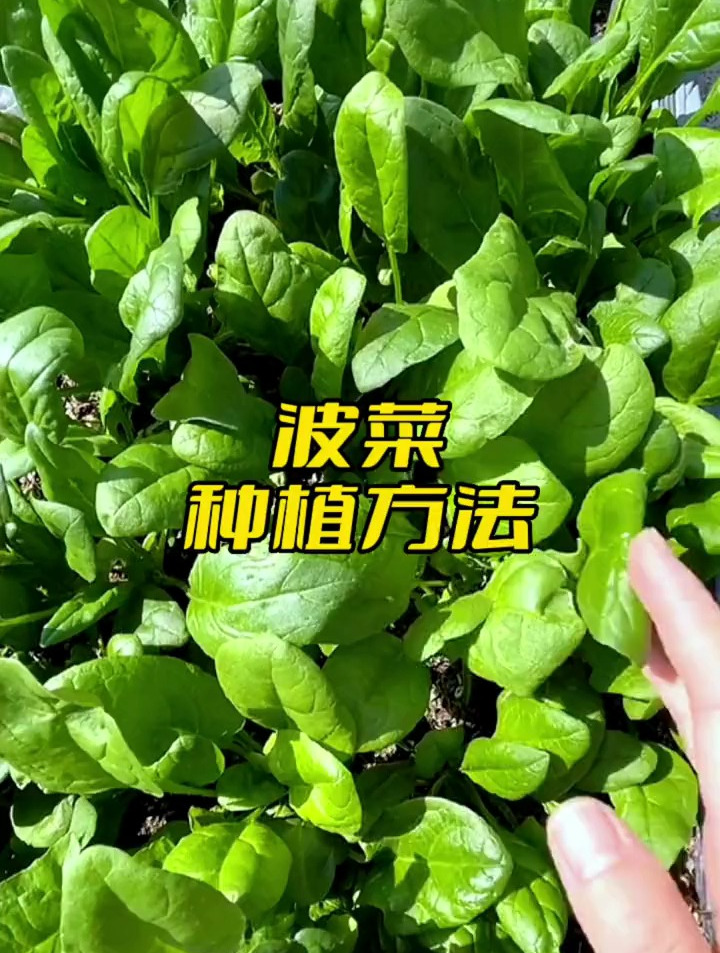 室内种植菠菜,用快速种植方法,15天就能采收,比传统方法快多了