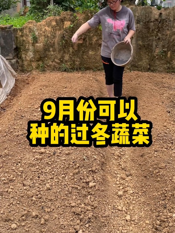 9月份能种地过冬蔬菜,赶紧收藏起来,不要错过了种菜的黄金季节