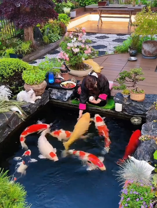 锦鲤爱吃馒头,因为吃到了家乡的味道,锦鲤源于中国黄河大鲤鱼