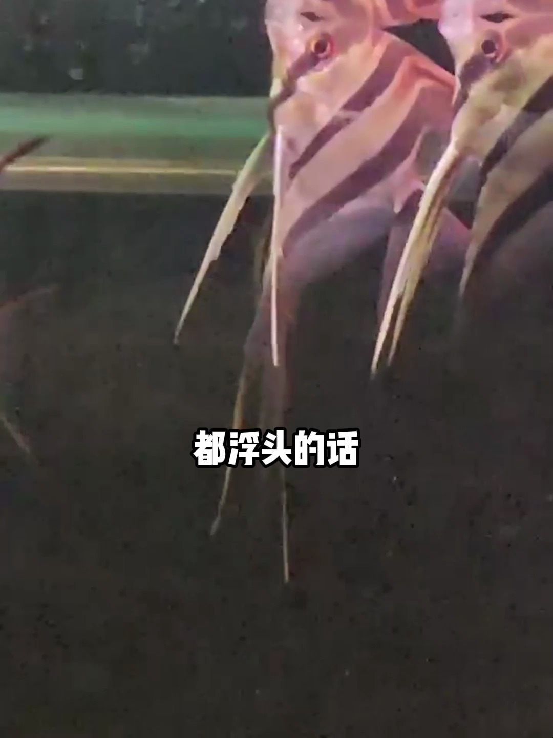 埃及为什么会在水面呼吸呢?