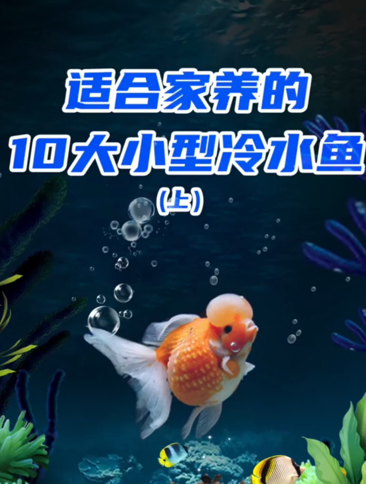 适合家养的小型冷水鱼有哪些?盘点适合家养的10大小型冷水鱼~