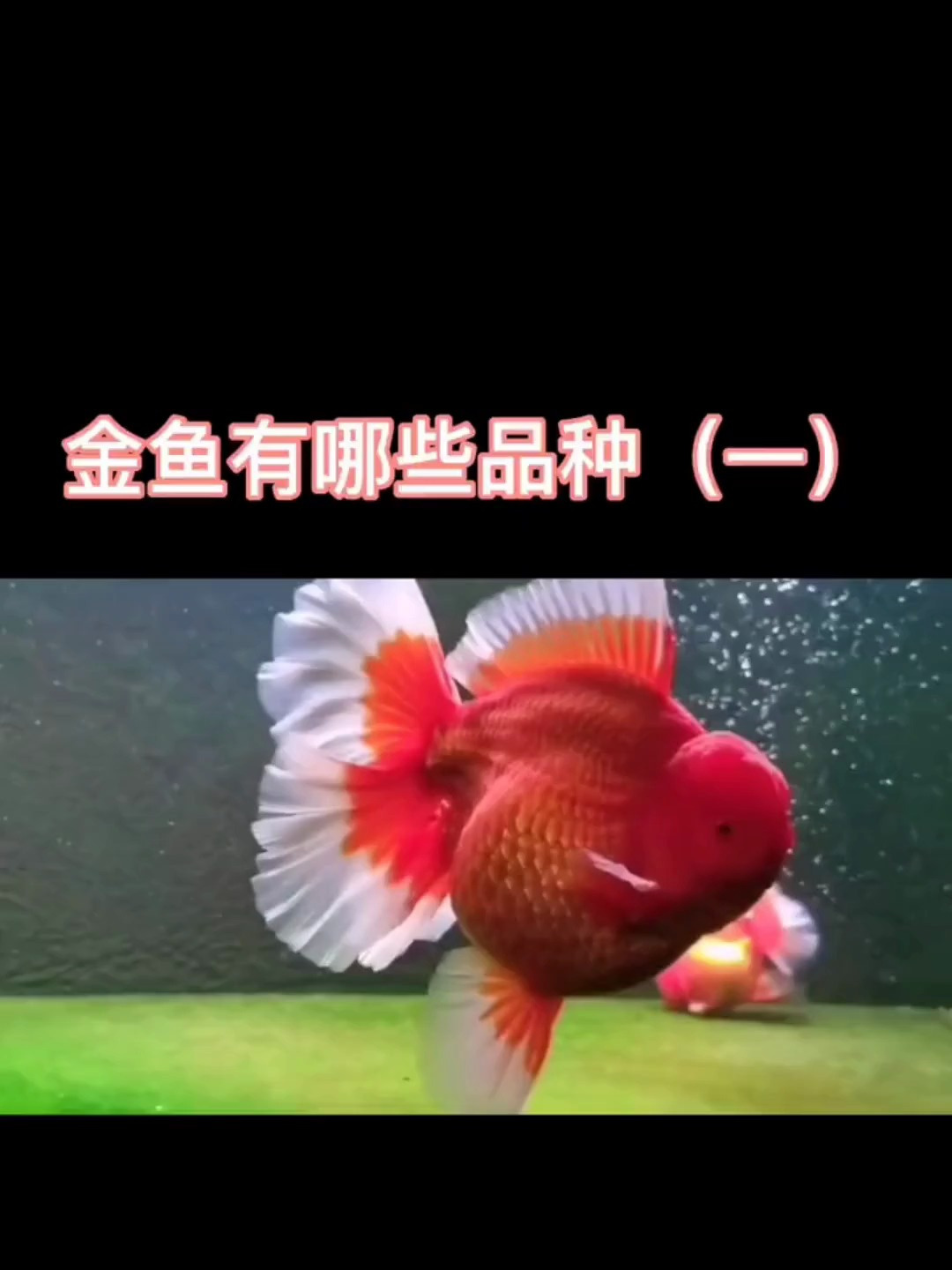 金鱼有哪些品种(一)