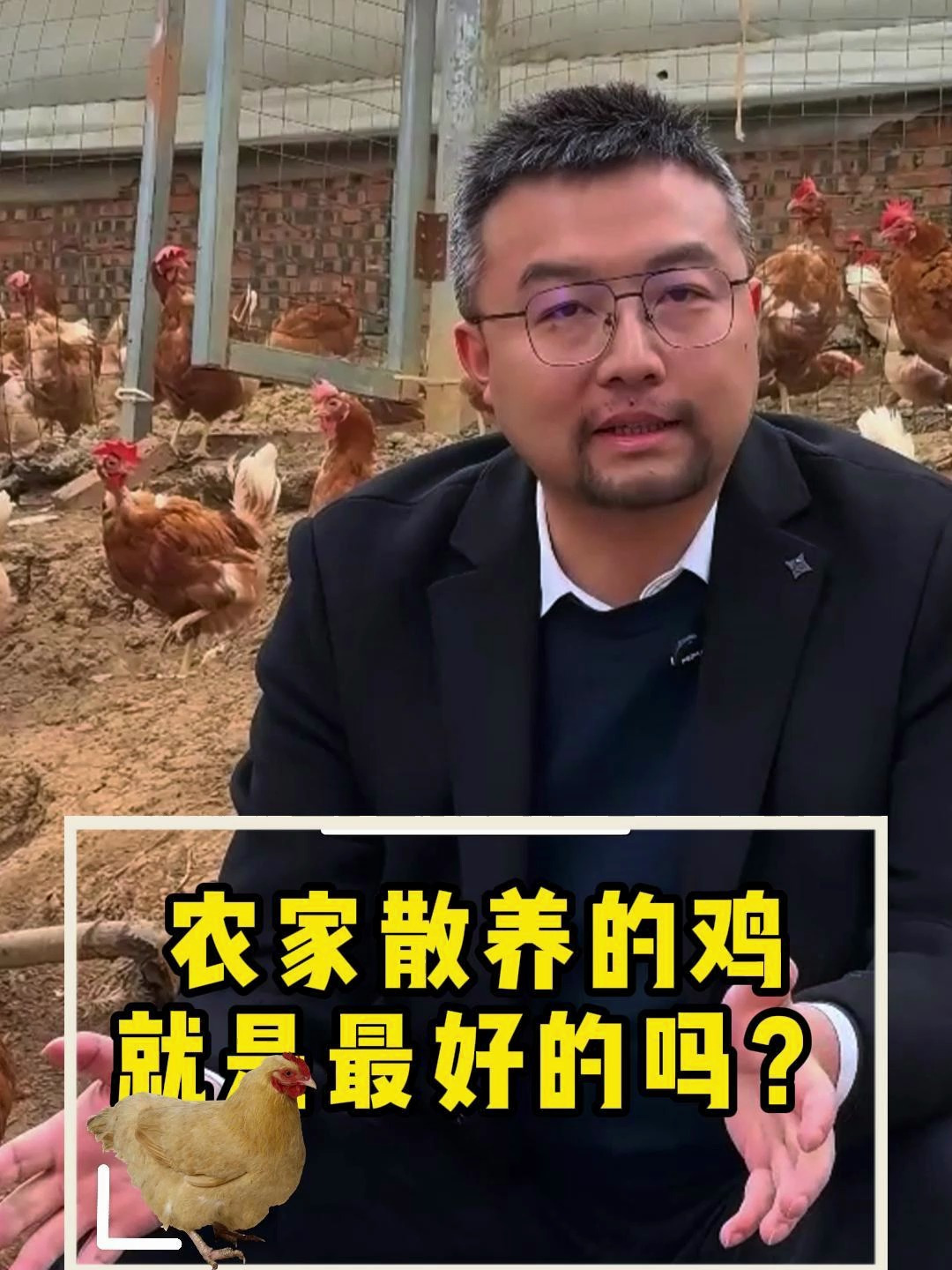 农家散养的鸡就是最好的吗?