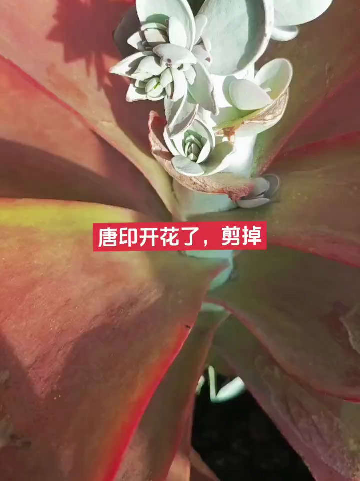 多肉开花你要这样做!不要放着不管!