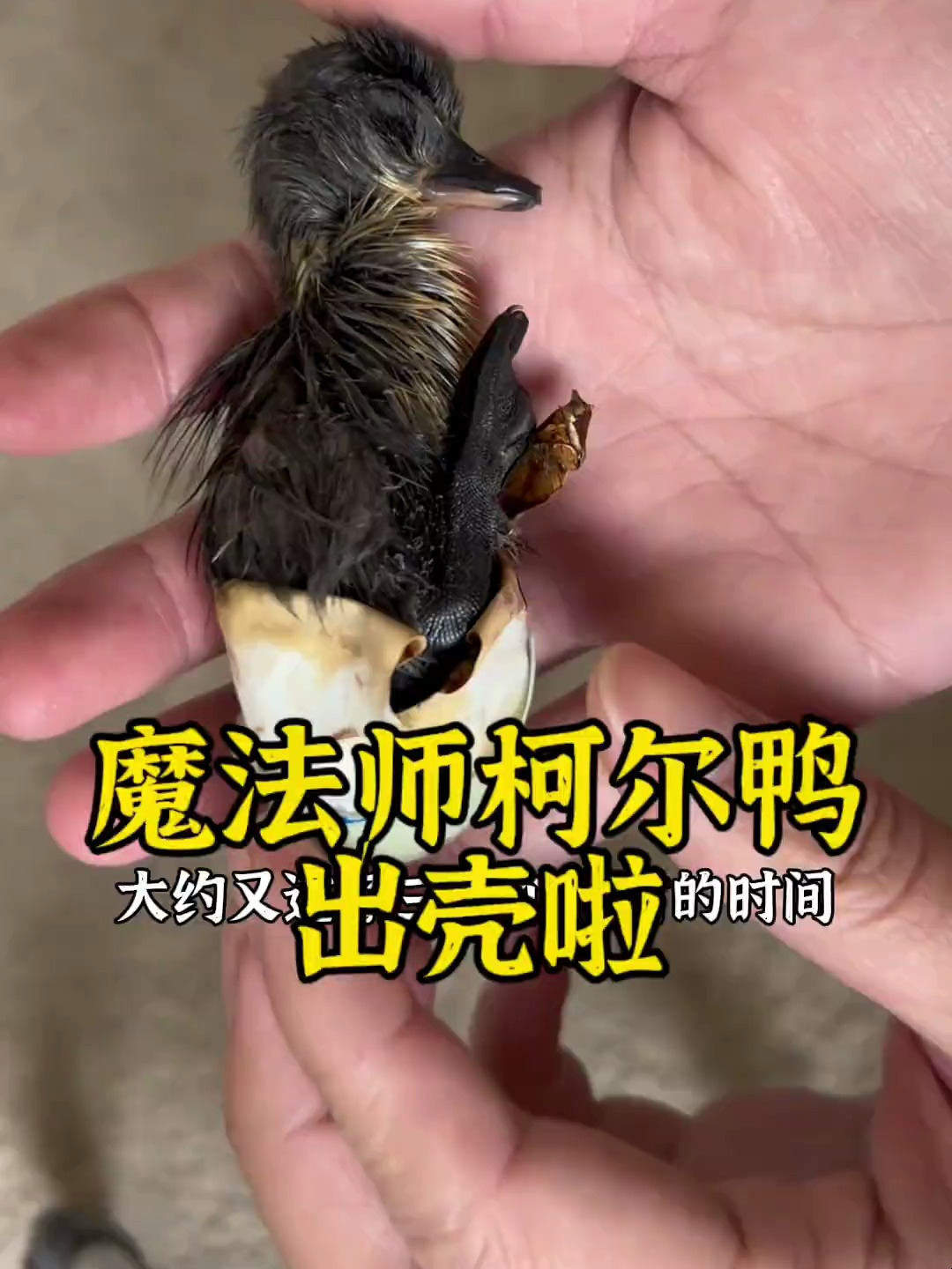 魔法师柯尔鸭出壳啦!