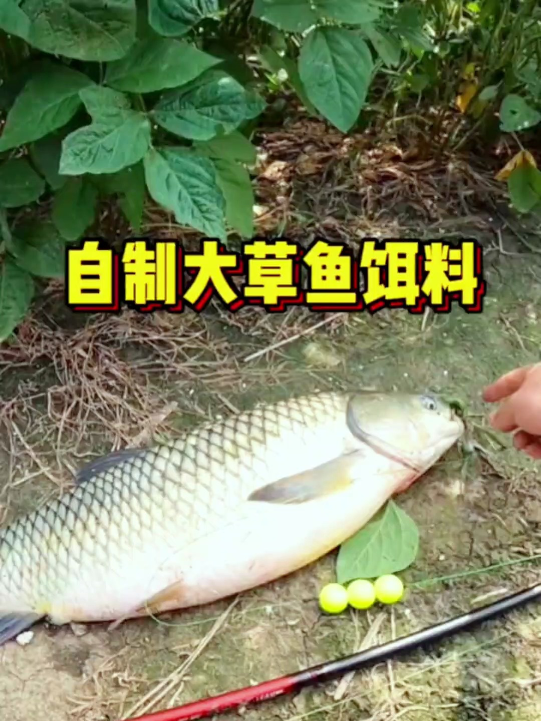 夏季野钓草鱼,用这些自制饵料配方,材料全都在身边