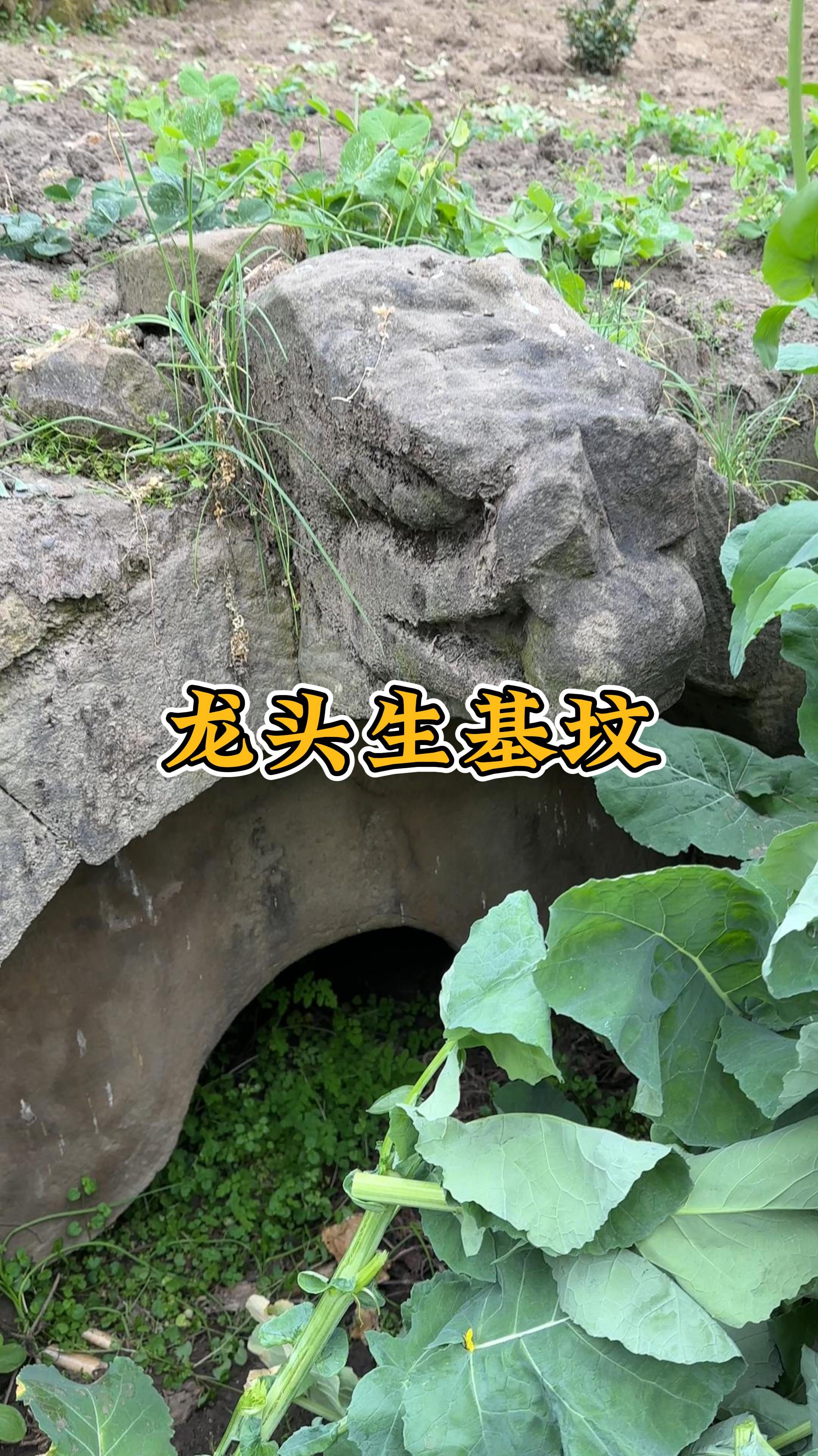 重庆油菜花地里发现古墓,上面雕刻了龙头,当地娘娘说是生基
