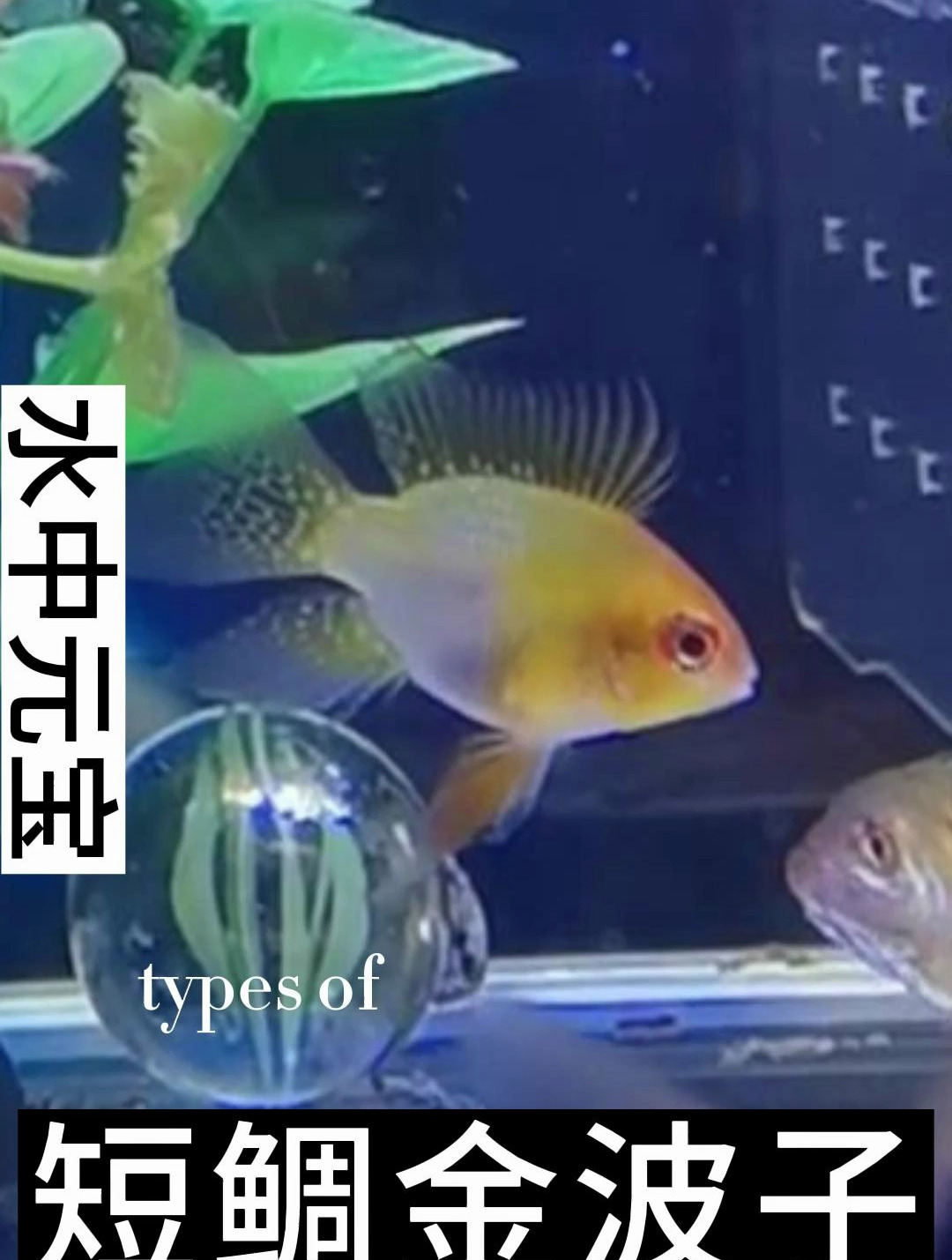 荷兰凤凰和玻利维亚凤凰同属,但是颜色更为靓丽