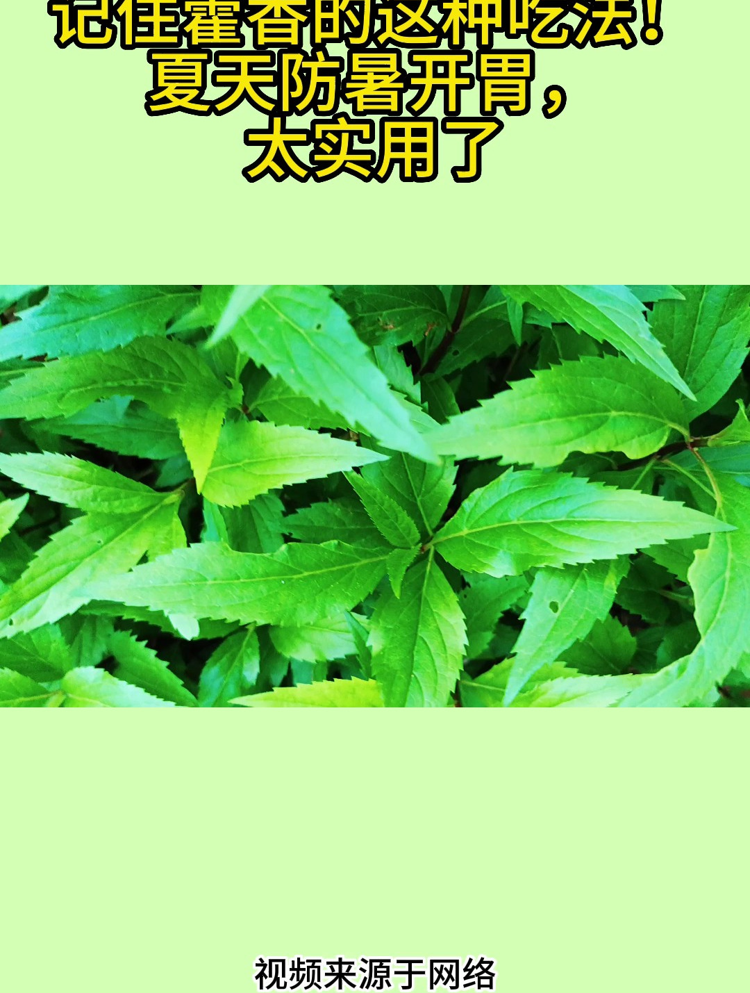 记住藿香的这种吃法!夏天防暑开胃,太实用了