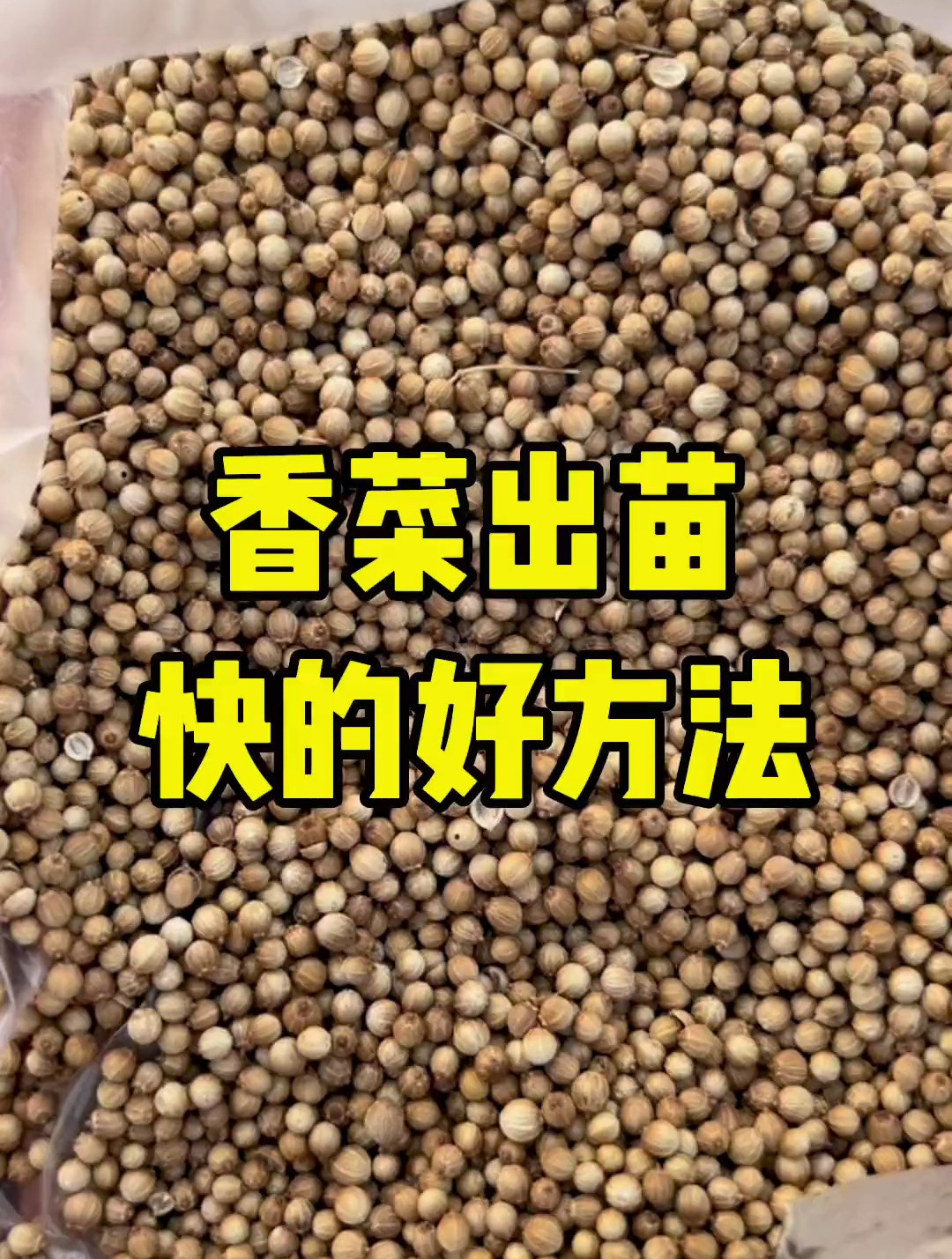 香菜出苗快长得齐的好方法,种上一些够一家人吃很久