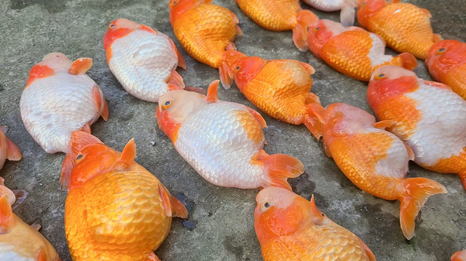 兰寿金鱼不能瞎混养，3种观赏鱼会让它挂掉，看你犯错没