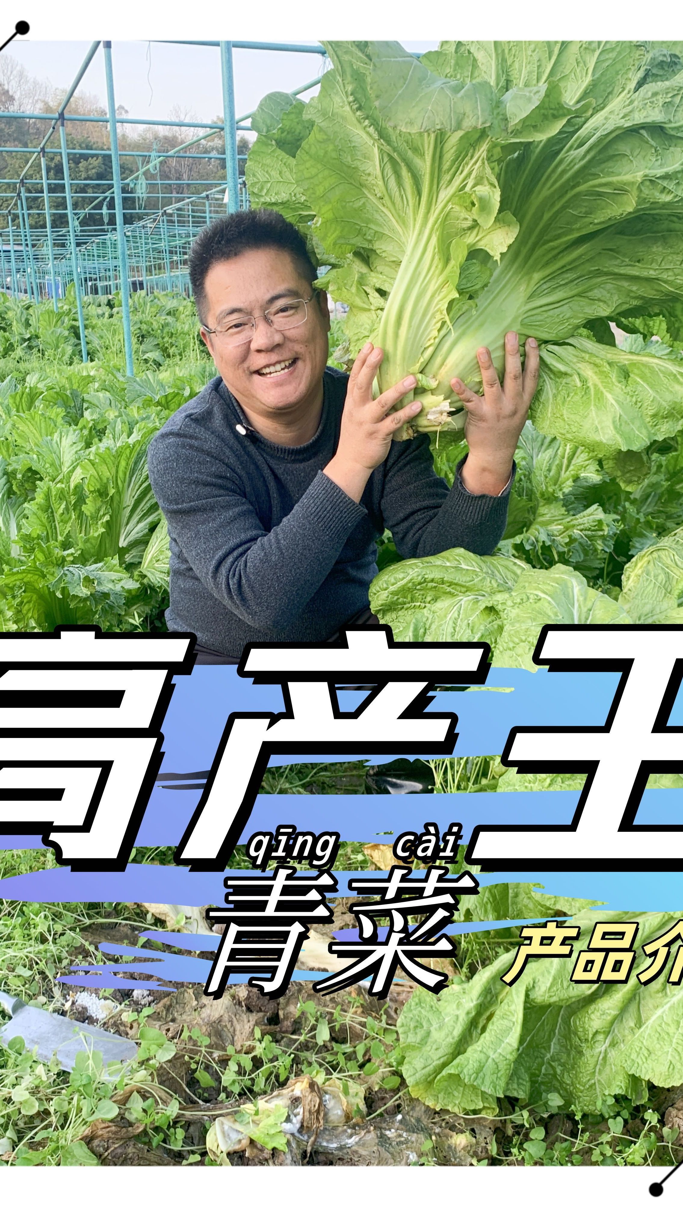 高产王青菜品种介绍