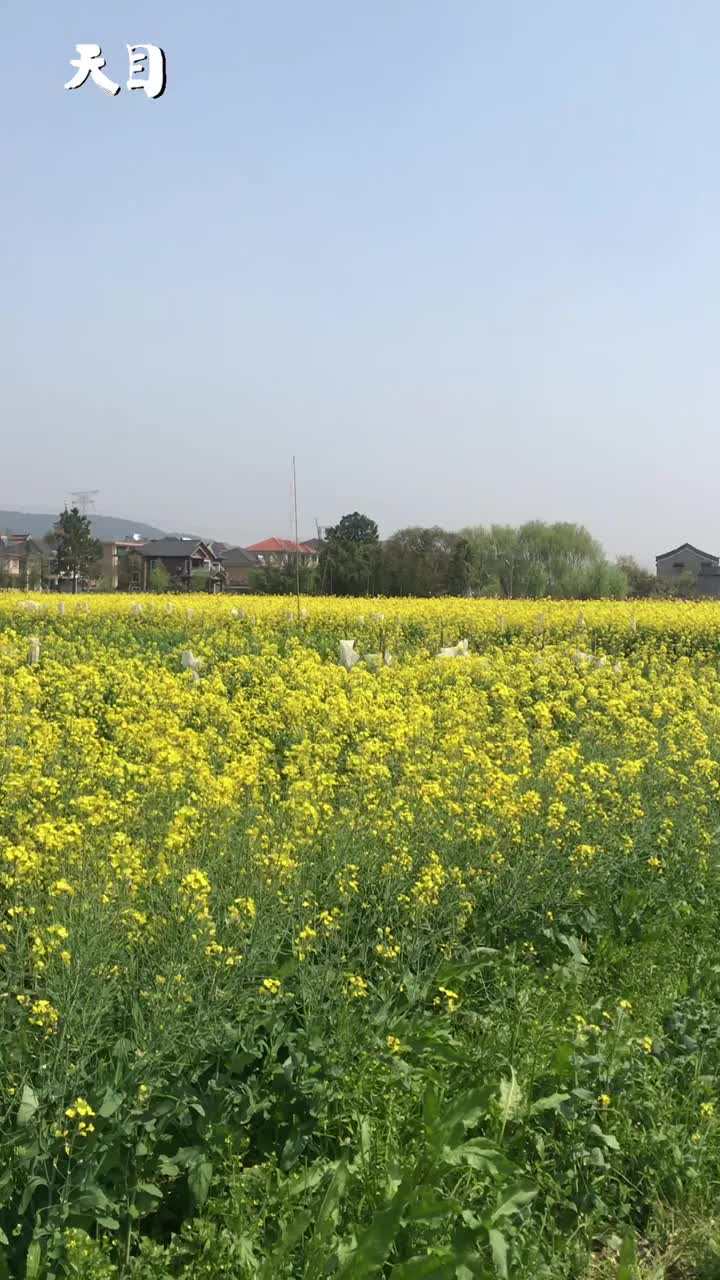 天目好奇show 彩色油菜花是怎么种出来的?榨出来的油更有营养吗