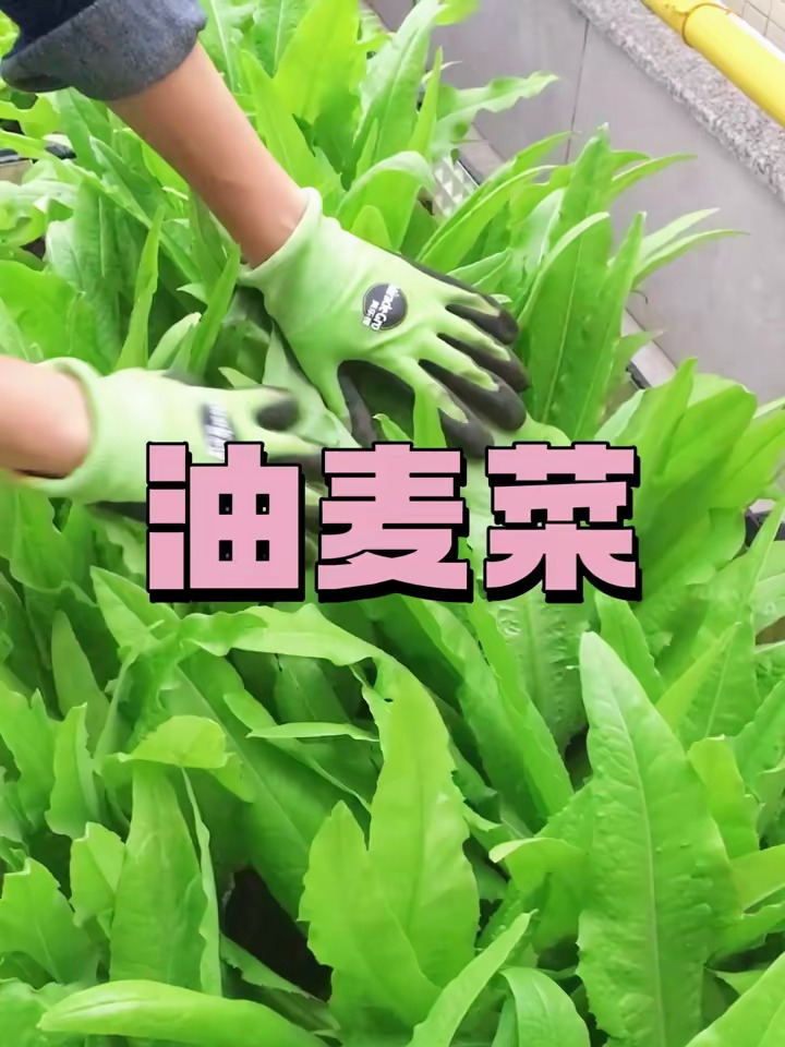 又到了种植油麦菜的季节,现在种一波可以一直吃到来年春天