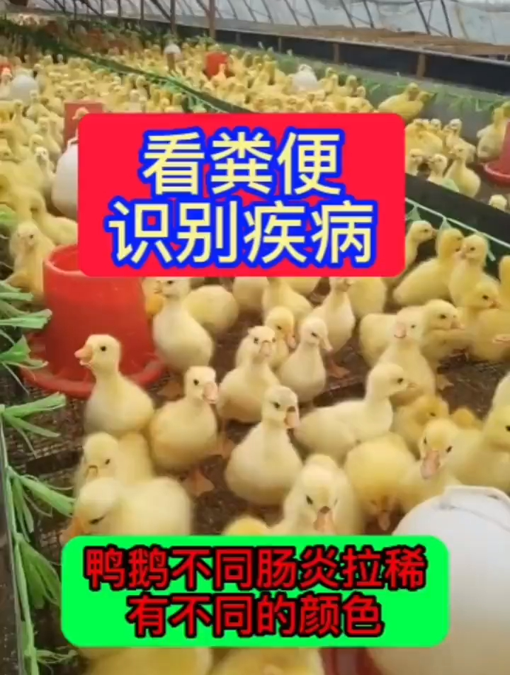 不同粪便不同疾病,用不同方案,你了解吗?