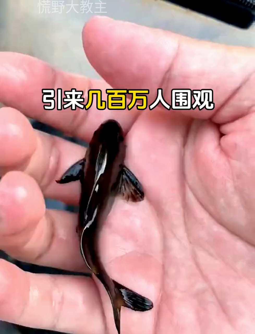 带孩子去小溪里捉鱼,感受自然野趣的快乐时光