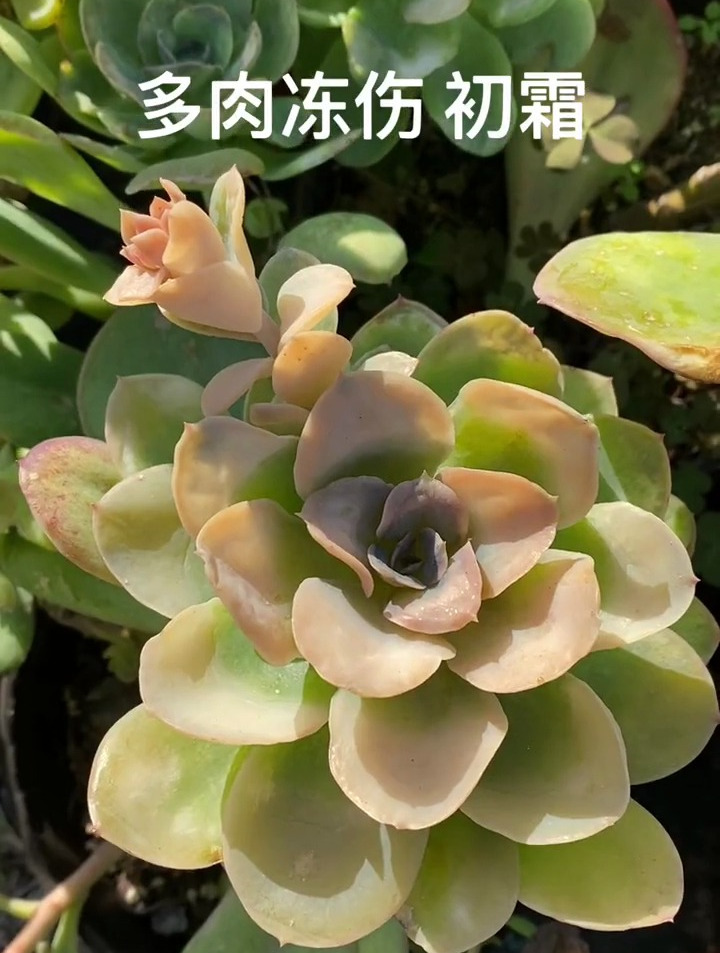 多肉养护知识分享