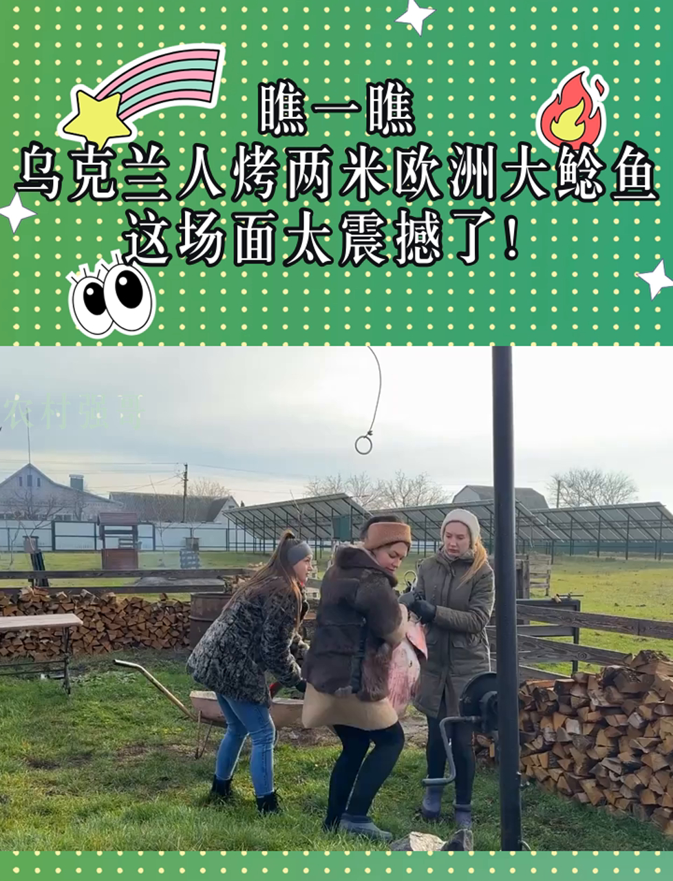 瞧一瞧,乌克兰人烤两米欧洲大鲶鱼,这场面太震撼了!