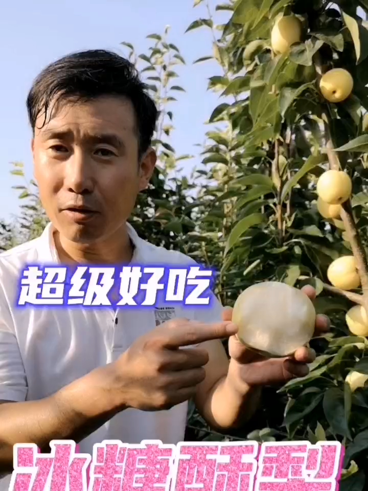 成伟苗木冰糖酥梨果树苗品种介绍