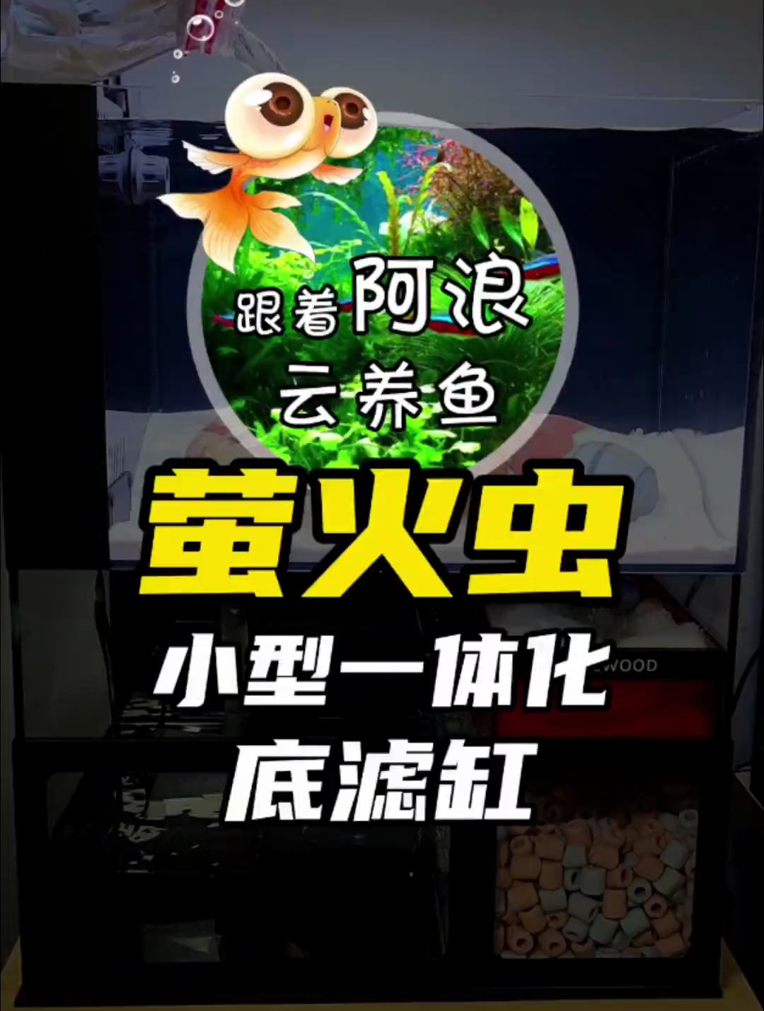 萤火虫小型一体化底滤缸的背包溢流款效果展示来啦
