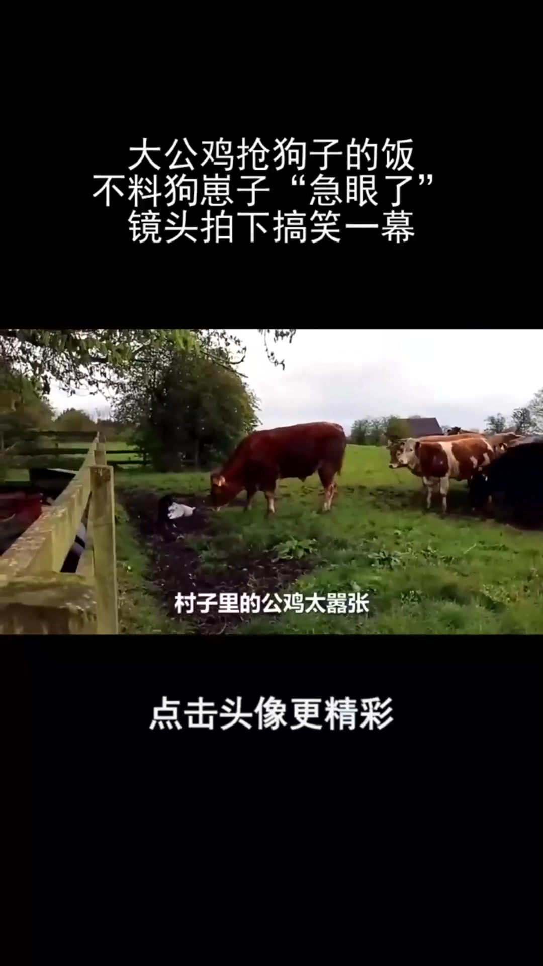 大公鸡抢狗子的饭,不料狗崽子“急眼了”,镜头拍下搞笑一幕!