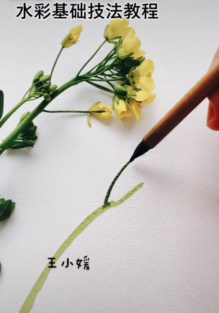 简简单单画出油菜花