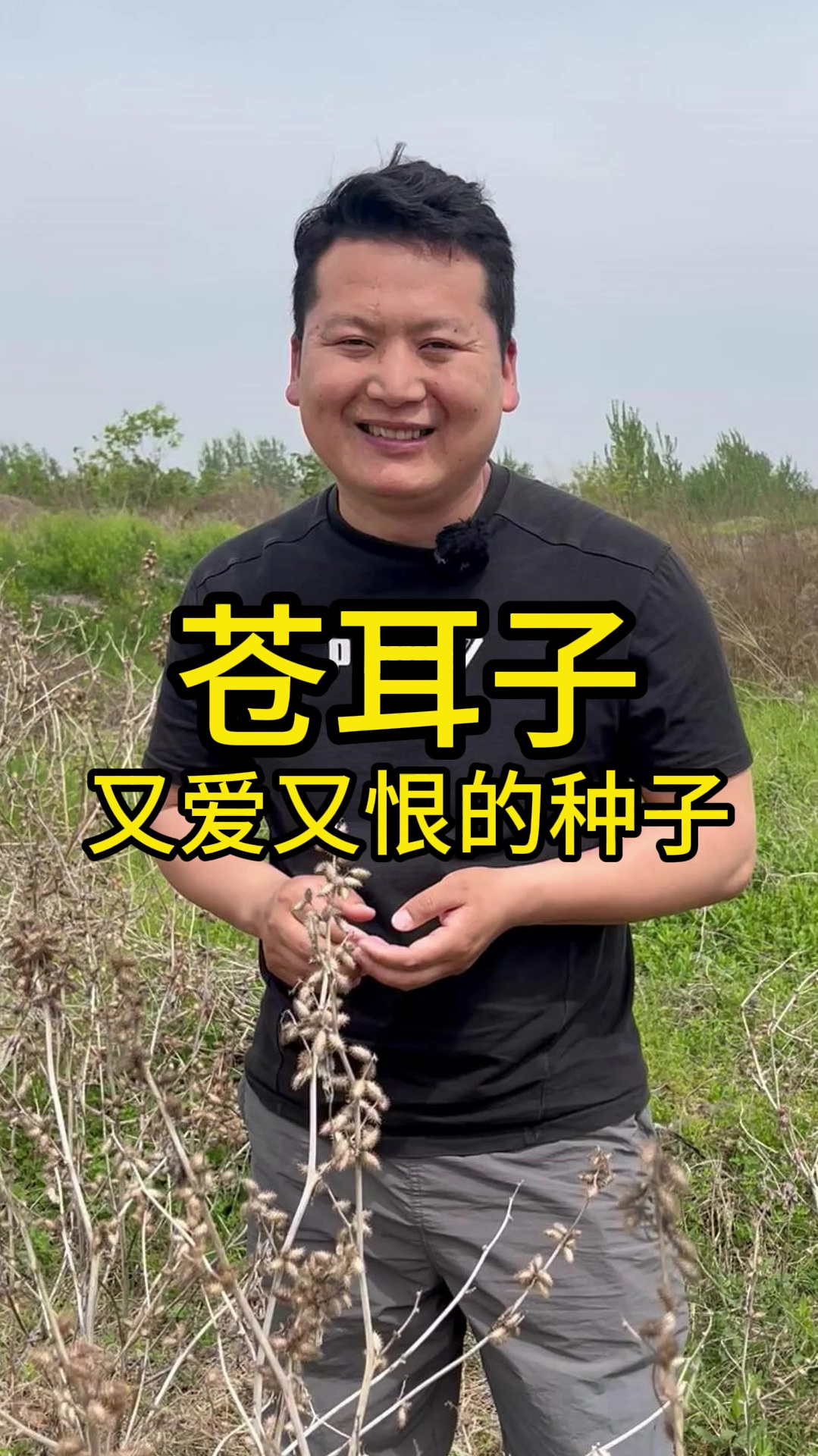 破解苍耳子的奥秘,让你爱恨交加