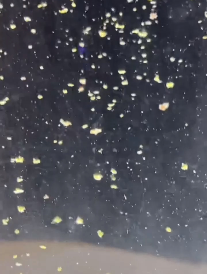 冬季开饵的时候适量加入磷虾粉,增加饵料鲜腥,诱鱼迅速发窝快!