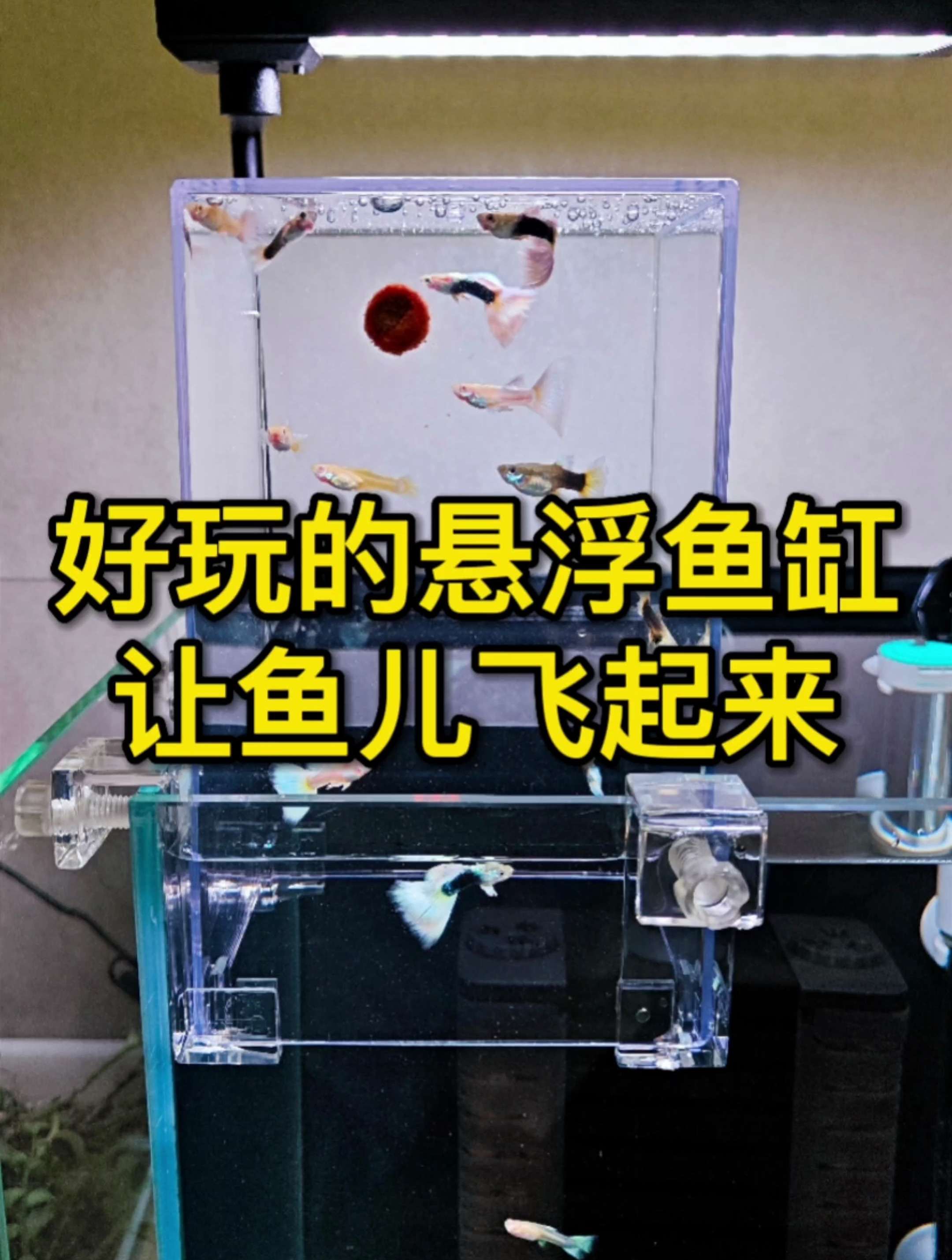 鱼儿也会飞:负压悬浮鱼缸,让养鱼更有趣!