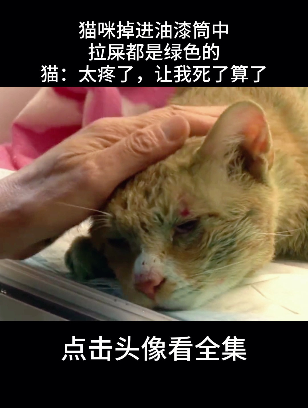 猫咪掉进油漆筒中,拉屎都是绿色的,猫:太疼了,让我死了算了