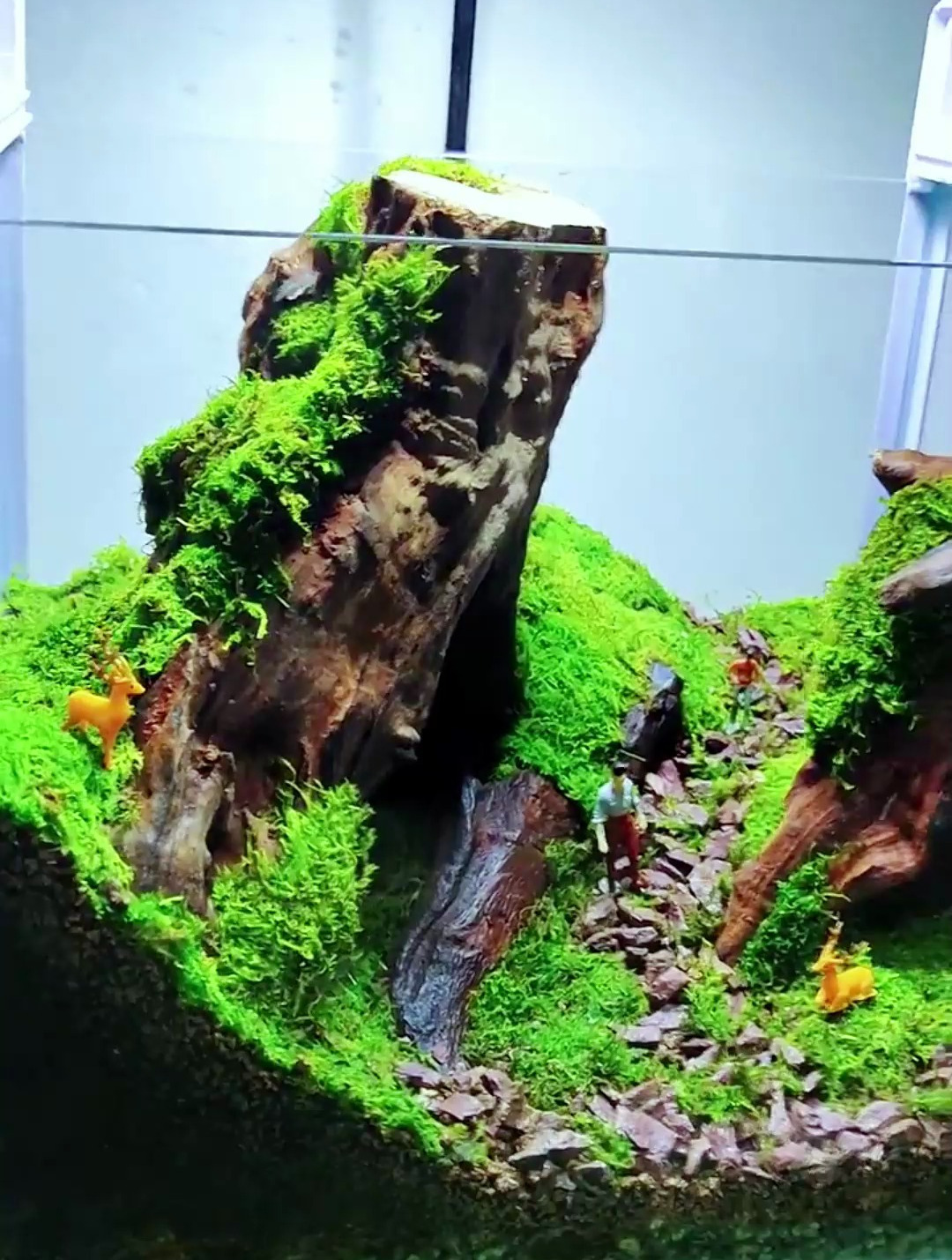 放下喧嚣,找一个闲置鱼缸,捡一块木头,我带你走进森林……