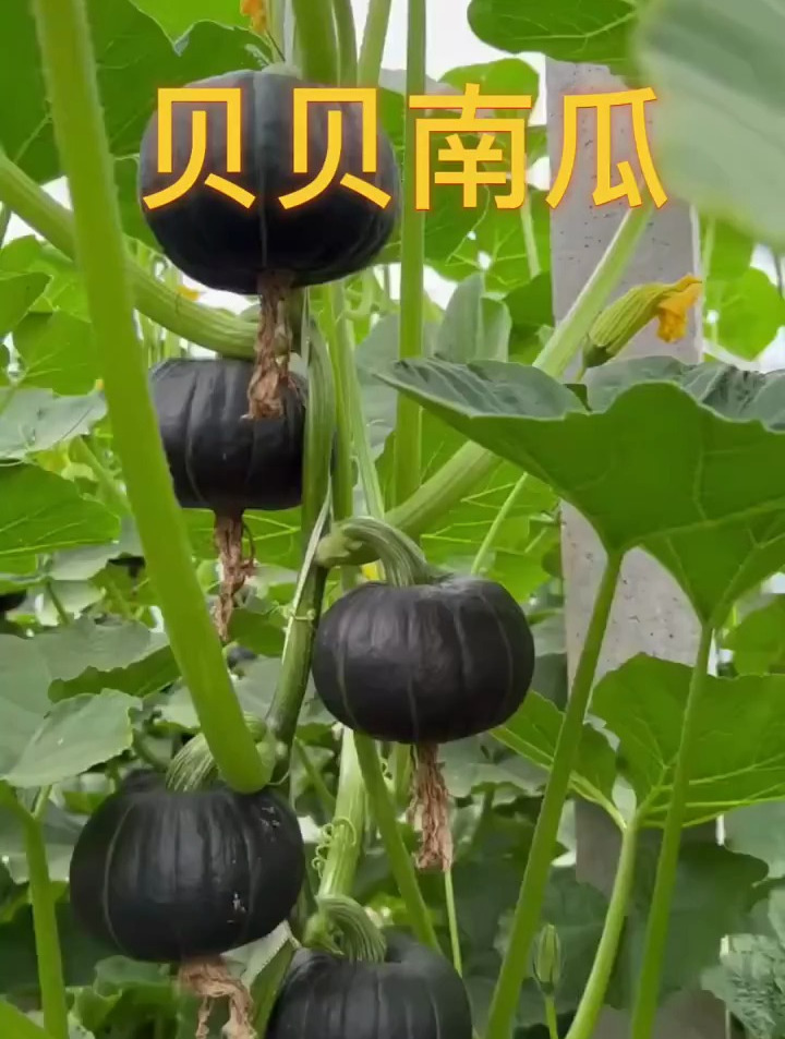 纯绿色无公害蔬菜,贝贝南瓜,粉糯香甜,产量高!