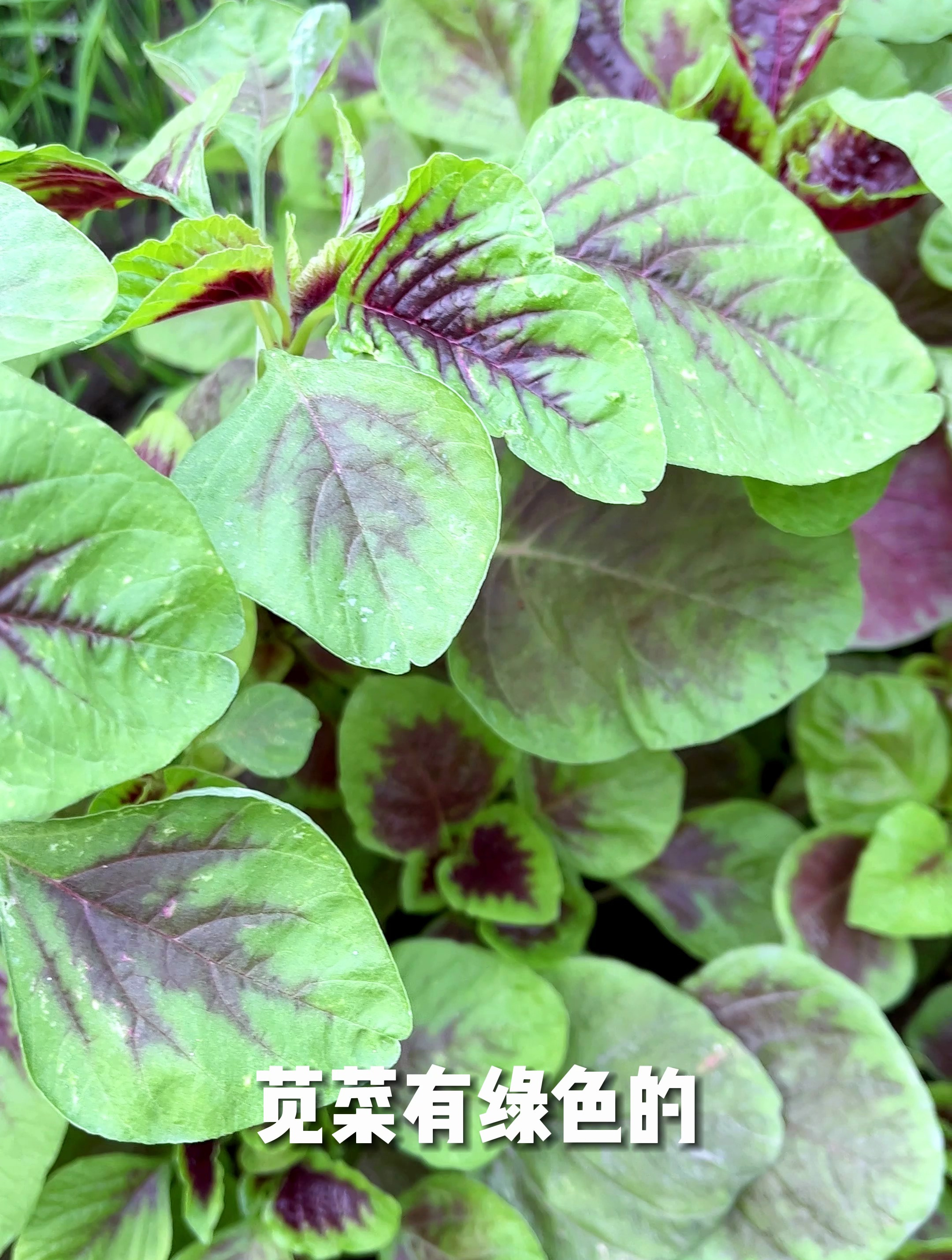 红苋菜含有丰富的蛋白质,也称长寿菜