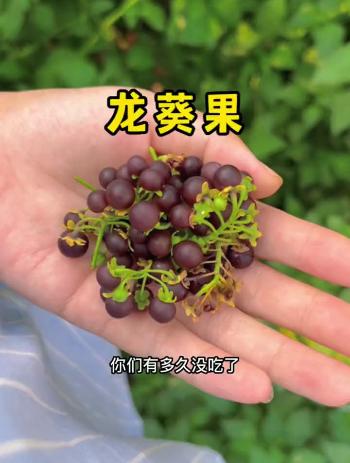 小时候经常吃的野果子，你还记得叫啥吗？