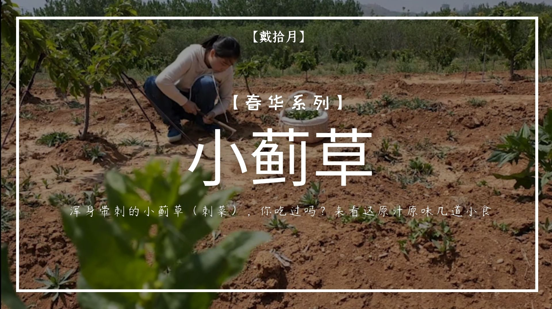 浑身带刺的小蓟草(刺菜),你吃过吗?来看这几道原汁原味的小食