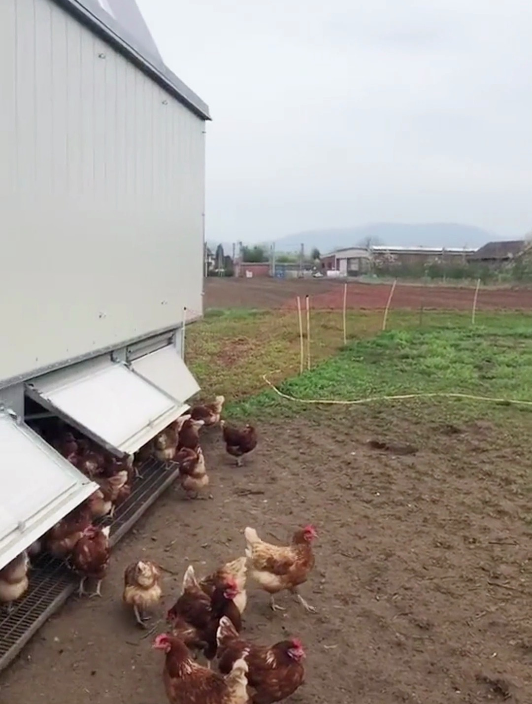 看完德国的养鸡场,才知道什么是真正的养鸡,真的让人大开眼界!