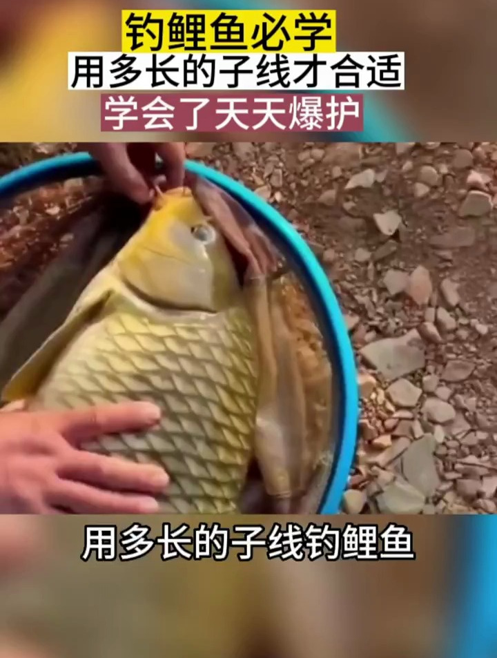 钓鲤鱼用多长子线合适,学会这些技巧天天爆护